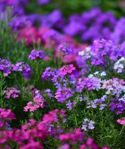 Moss Verbena Seeds - 400 Count - Verbena Tenuisecta Groundcover - Image 3