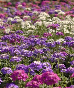 Moss Verbena Seeds - 400 Count - Verbena Tenuisecta Groundcover - Image 1