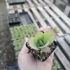Mother of Thousands Kalanchoe daigremontiana Live Plant 2in or 4in Pot Succulent - Image 1