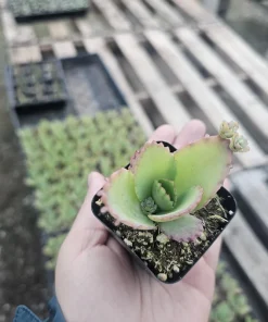 Mother of Thousands Kalanchoe daigremontiana Live Plant 2in or 4in Pot Succulent - Image 1
