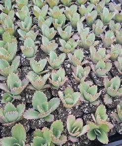 Mother of Thousands Kalanchoe daigremontiana Live Plant 2in or 4in Pot Succulent - Image 2