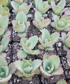 Mother of Thousands Kalanchoe daigremontiana Live Plant 2in or 4in Pot Succulent - Image 3