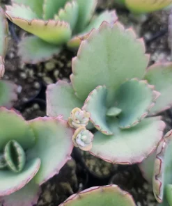 Mother of Thousands Kalanchoe daigremontiana Live Plant 2in or 4in Pot Succulent - Image 4