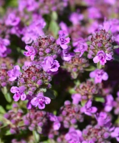Mother of Thyme Seeds (100 Seeds) - Pink Flowers, Broadleaved Herb, Ground Cover - Image 2