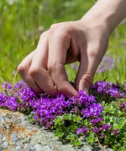 Mother of Thyme Seeds (100 Seeds) - Pink Flowers, Broadleaved Herb, Ground Cover - Image 3