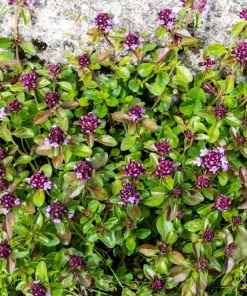 Mother of Thyme Seeds (100 Seeds) - Pink Flowers, Broadleaved Herb, Ground Cover - Image 4