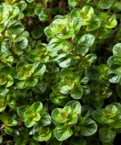 Mother of Thyme Seeds (100 Seeds) - Pink Flowers, Broadleaved Herb, Ground Cover - Image 5