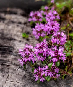 Mother of Thyme Seeds (100 Seeds) - Pink Flowers, Broadleaved Herb, Ground Cover - Image 6