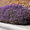 Mother of Thyme Seeds (100 Seeds) - Pink Flowers, Broadleaved Herb, Ground Cover - Image 1