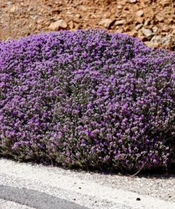 Mother of Thyme Seeds (100 Seeds) - Pink Flowers, Broadleaved Herb, Ground Cover - Image 1