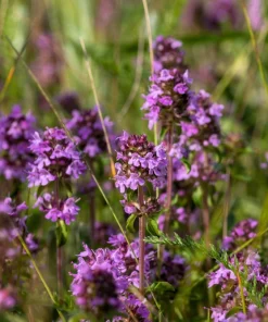 Mother of Thyme Seeds (100 Seeds) - Pink Flowers, Broadleaved Herb, Ground Cover - Image 7