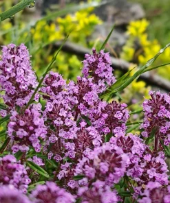 Mother of Thyme Seeds (100 Seeds) - Pink Flowers, Broadleaved Herb, Ground Cover - Image 8