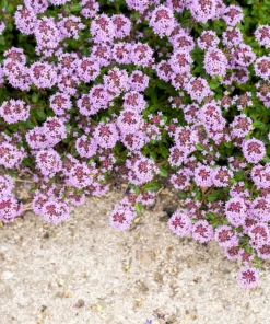 Mother of Thyme Seeds (100 Seeds) - Pink Flowers, Broadleaved Herb, Ground Cover - Image 9