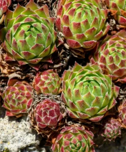 Mountain Houseleek Hens & Chicks Sempervivum Montanum Seeds - 50 Count - Image 10