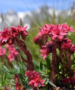 Mountain Houseleek Hens & Chicks Sempervivum Montanum Seeds - 50 Count - Image 2