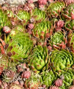 Mountain Houseleek Hens & Chicks Sempervivum Montanum Seeds - 50 Count - Image 4