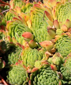 Mountain Houseleek Hens & Chicks Sempervivum Montanum Seeds - 50 Count - Image 5