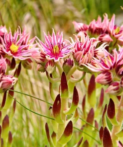 Mountain Houseleek Hens & Chicks Sempervivum Montanum Seeds - 50 Count - Image 6