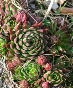 Mountain Houseleek Hens & Chicks Sempervivum Montanum Seeds - 50 Count - Image 8
