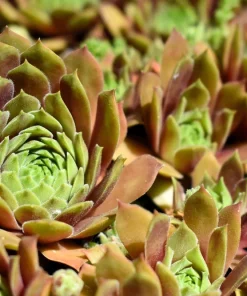 Mountain Houseleek Hens & Chicks Sempervivum Montanum Seeds - 50 Count - Image 9