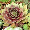 Mountain Houseleek Hens & Chicks Sempervivum Montanum Seeds - 50 Count - Image 1