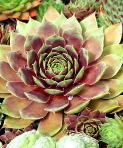 Mountain Houseleek Hens & Chicks Sempervivum Montanum Seeds - 50 Count - Image 1