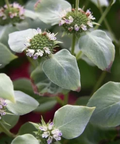 Mountain Mint Pycnanthemum muticum Live Starter Plant Ships in Pot, Native Herb Plant, Pollinator Friendly - Image 2