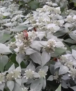 Mountain Mint Pycnanthemum muticum Live Starter Plant Ships in Pot, Native Herb Plant, Pollinator Friendly - Image 3