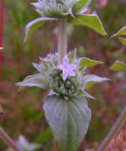 Mountain Mint Pycnanthemum muticum Live Starter Plant Ships in Pot, Native Herb Plant, Pollinator Friendly - Image 4