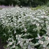 Mountain Mint Pycnanthemum muticum Live Starter Plant Ships in Pot, Native Herb Plant, Pollinator Friendly - Image 1