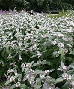 Mountain Mint Pycnanthemum muticum Live Starter Plant Ships in Pot, Native Herb Plant, Pollinator Friendly - Image 1