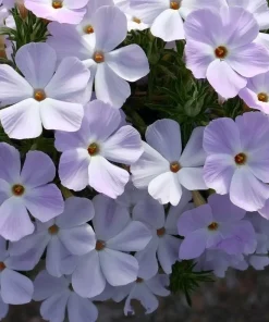 Mountain Phlox Seeds – Linanthus grandiflorus – 500 Seeds – Hardy Low-Growing Blooms – Outdoor Wildflower - Image 2