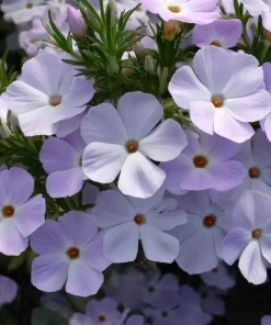Mountain Phlox Seeds – Linanthus grandiflorus – 500 Seeds – Hardy Low-Growing Blooms – Outdoor Wildflower - Image 3