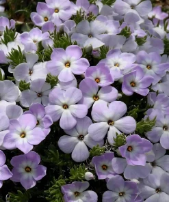 Mountain Phlox Seeds – Linanthus grandiflorus – 500 Seeds – Hardy Low-Growing Blooms – Outdoor Wildflower - Image 4