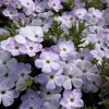 Mountain Phlox Seeds – Linanthus grandiflorus – 500 Seeds – Hardy Low-Growing Blooms – Outdoor Wildflower - Image 1