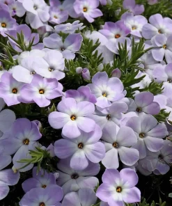 Mountain Phlox Seeds – Linanthus grandiflorus – 500 Seeds – Hardy Low-Growing Blooms – Outdoor Wildflower - Image 1