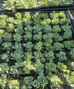 Mountain Rose Succulent (Greenovia dodrantalis) Live Plant - 2in Pot - Image 2