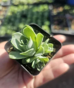 Mountain Rose Succulent (Greenovia dodrantalis) Live Plant - 2in Pot - Image 3
