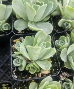 Mountain Rose Succulent (Greenovia dodrantalis) Live Plant - 2in Pot - Image 4