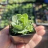 Mountain Rose Succulent (Greenovia dodrantalis) Live Plant - 2in Pot - Image 1