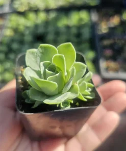 Mountain Rose Succulent (Greenovia dodrantalis) Live Plant - 2in Pot - Image 1