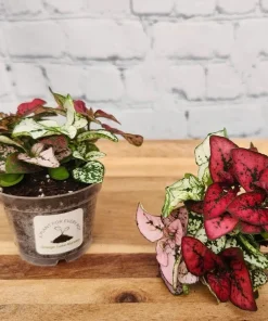 Multi-Color Polka Dot Splash Live Plant - Vibrant Potted Houseplant - Image 2