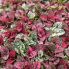 Multi-Color Polka Dot Splash Live Plant - Vibrant Potted Houseplant - Image 1