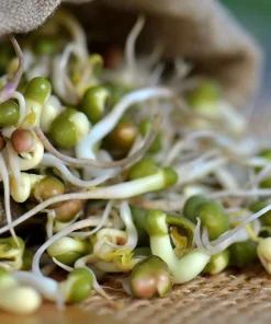 Mung Bean Sprouting Seeds - 500 Count, Nutrient-Rich, Easy to Sprout - Image 2