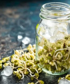 Mung Bean Sprouting Seeds - 500 Count, Nutrient-Rich, Easy to Sprout - Image 4