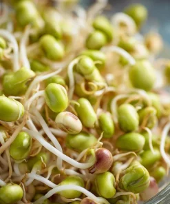 Mung Bean Sprouting Seeds - 500 Count, Nutrient-Rich, Easy to Sprout - Image 5