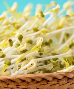 Mung Bean Sprouting Seeds - 500 Count, Nutrient-Rich, Easy to Sprout - Image 6