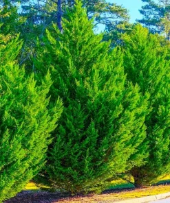 Murray Cypress Live Plants - 3 Pack, 6-12