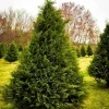 Murray Cypress Live Plants - 3 Pack, 6-12" Tall, Fast Growing Privacy Trees - Image 1