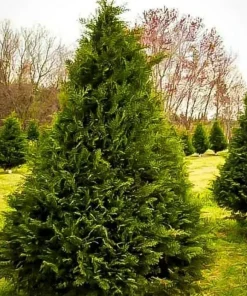 Murray Cypress Live Plants - 3 Pack, 6-12